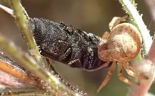 with beetle