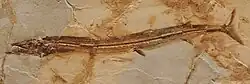 A well-preserved fossil of Holosteus esocinus, an extinct ray-finned fish, in light brown stone. The fossil fish has a slender, elongated body and is shown with its mouth open.
