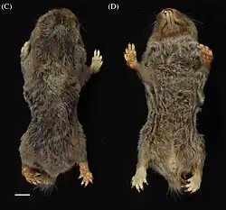 Brown mole-rat