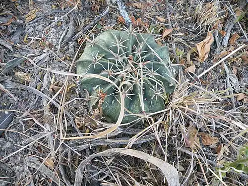 Plant growing in San Antonio, Tamaulipas
