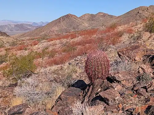 Plant growing in habitat near Tecopa, California
