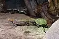 Home's Hinge-Back Tortoise