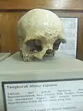Homo sapiens Ngrejeng (40 kya)