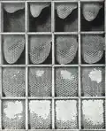 The bees begin to build the comb from the top of each section. When a cell is filled with honey, the bees seal it with wax.