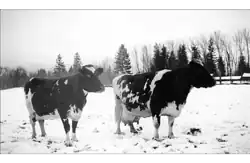 Honeysuckle and Bumblebee Ayrshire cattle, 1920s