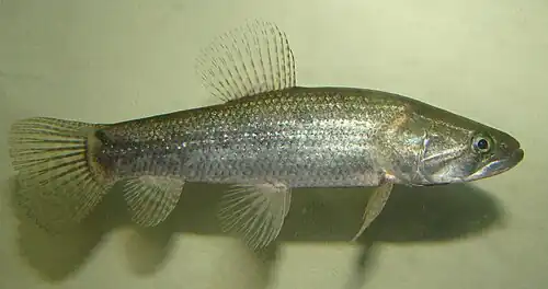 Hoplias malabaricus displayed in a box