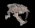 3rd saber-tooth instance: Nimravidae (Feliformia, Carnivora) – Hoplophoneus primaevus skull and upper cervical vertebrae