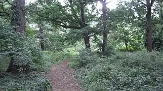 Horse Close Wood
