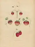 Strawberries, 1817.jpg