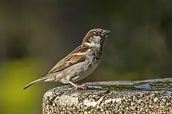 House sparrow (P. d. balearoibericus), Trujillo, Cáceres, Extremadura