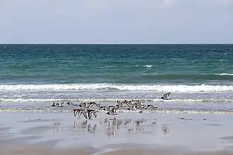 Oystercatchers