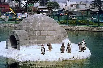Humbolt peguins in the center of the zoo