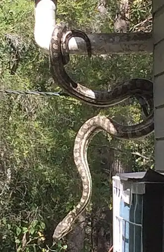 Coastal carpet snake, Cooloolabin, 2020