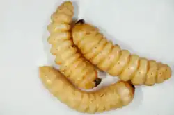Three larvae sitting on a blank background
