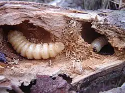 Two larvae burrowed into and feeding upon wood