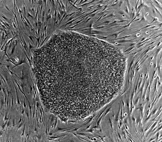 Human embryonic stem cell colony on mouse embryonic fibroblast feeder layer