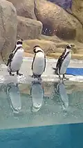Humboldt penguins at Jijamata Udyaan, Mumbai, India