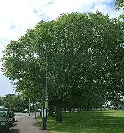 Wind-pruned 'Vegeta', Southsea Common (2007)