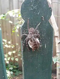 Australian sparassid egg sac hatching
