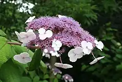 Hydrangea aspera ssp. sargentiana