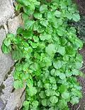 Plant form on garden wall