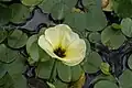 Hydrocleys - floating leaved
