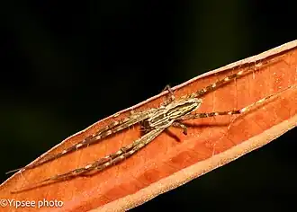 H. argentata