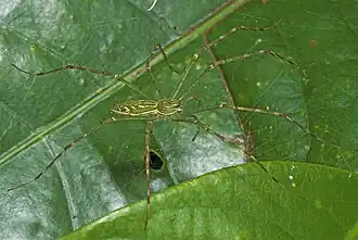 H. lineata