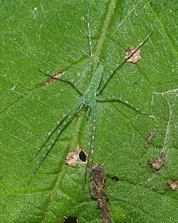 Hygropoda tangana