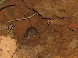 Brown rat