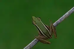 Maoson frog
