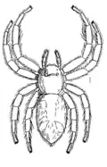 Male from Workman, 1896. Specimen from Sulawesi.