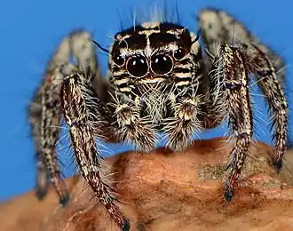 female