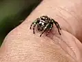 Male