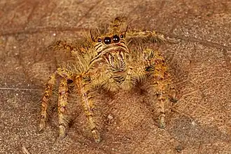 female