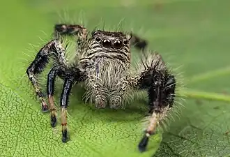 male H. treleaveni