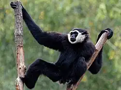 Agile gibbon