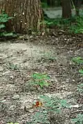 Habitat