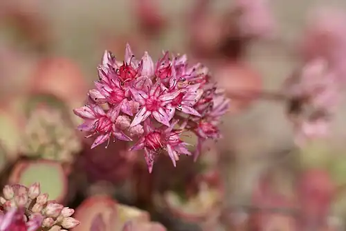 Hylotelephium ewersii, native to the high mountains of Asia