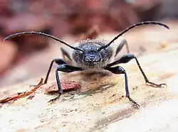 Adult– front view