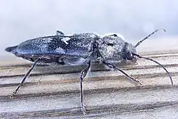 Adult – side view