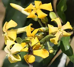 Flowers close up