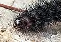 Head of a caterpillar