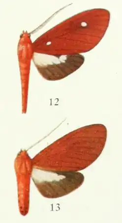 Illustration of hyperthaema reducta labeled with the numbers 12 and 13.