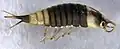 Larva of Hyphydrus elegans from New Zealand
