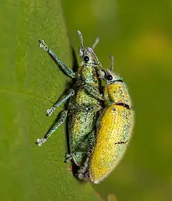 mating couple