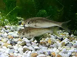 Silver carp