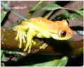 Hypsiboas punctatus