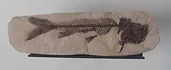 H. farsonensis specimen, American Museum of Natural History