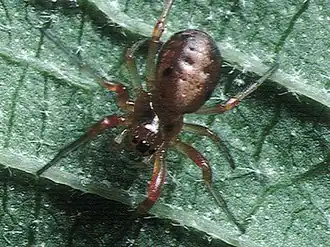 female from Japan